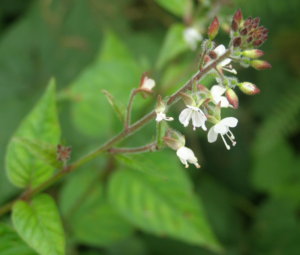 Circaea lutetiana / Erba maga comune